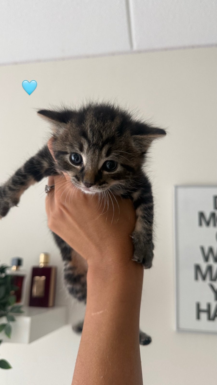 Europees korthaar kitten, Dieren en Toebehoren, Meerdere dieren, Ontwormd
