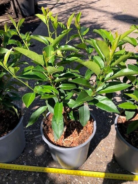 Prunus lusitanica Angustifolia, Portugese Laurier 30 cm hoog, Ophalen of Verzenden, Laurier, Haag, Minder dan 100 cm