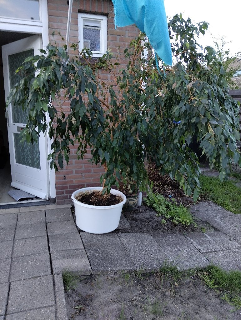 Grote kamerplant gratis af te halen, Ophalen, Ficus, Halfschaduw, In pot