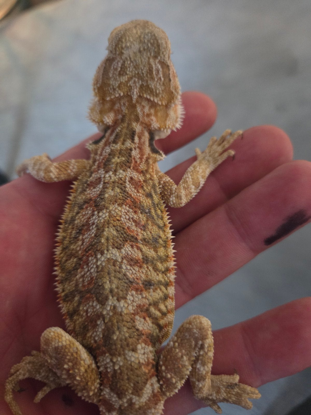 Baardagaam Pogona Vitticeps Red Orange Tiger Bearded Dragon - male for sale from r.greven1983