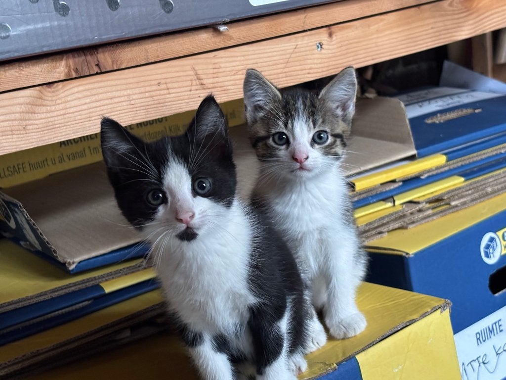 Kittens, Meerdere dieren, Ontwormd, 0 tot 2 jaar