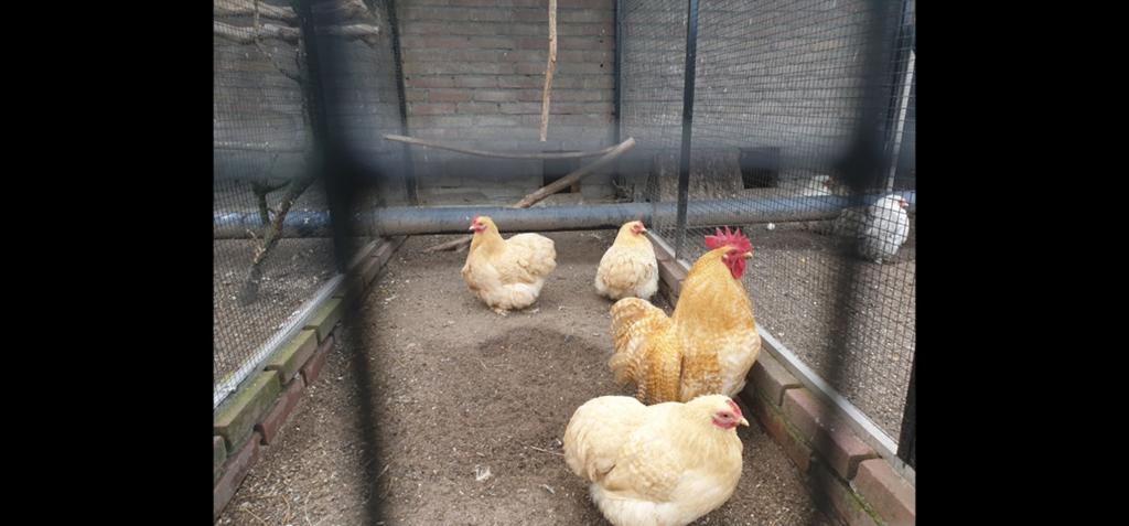 Cochin kriel haan buff ruilen, Dieren en Toebehoren, Pluimvee, Mannelijk, Kip
