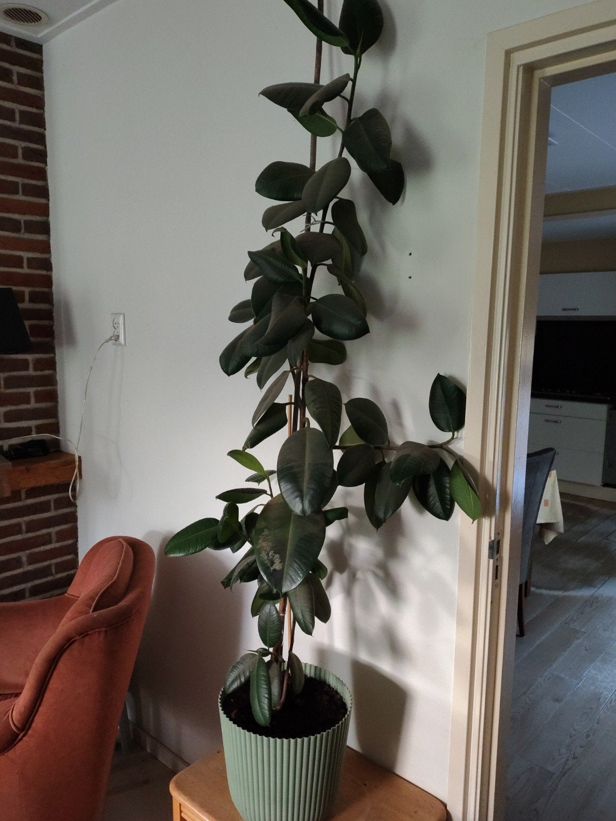 grote ficus, Ophalen, 100 tot 150 cm, Halfschaduw, In pot