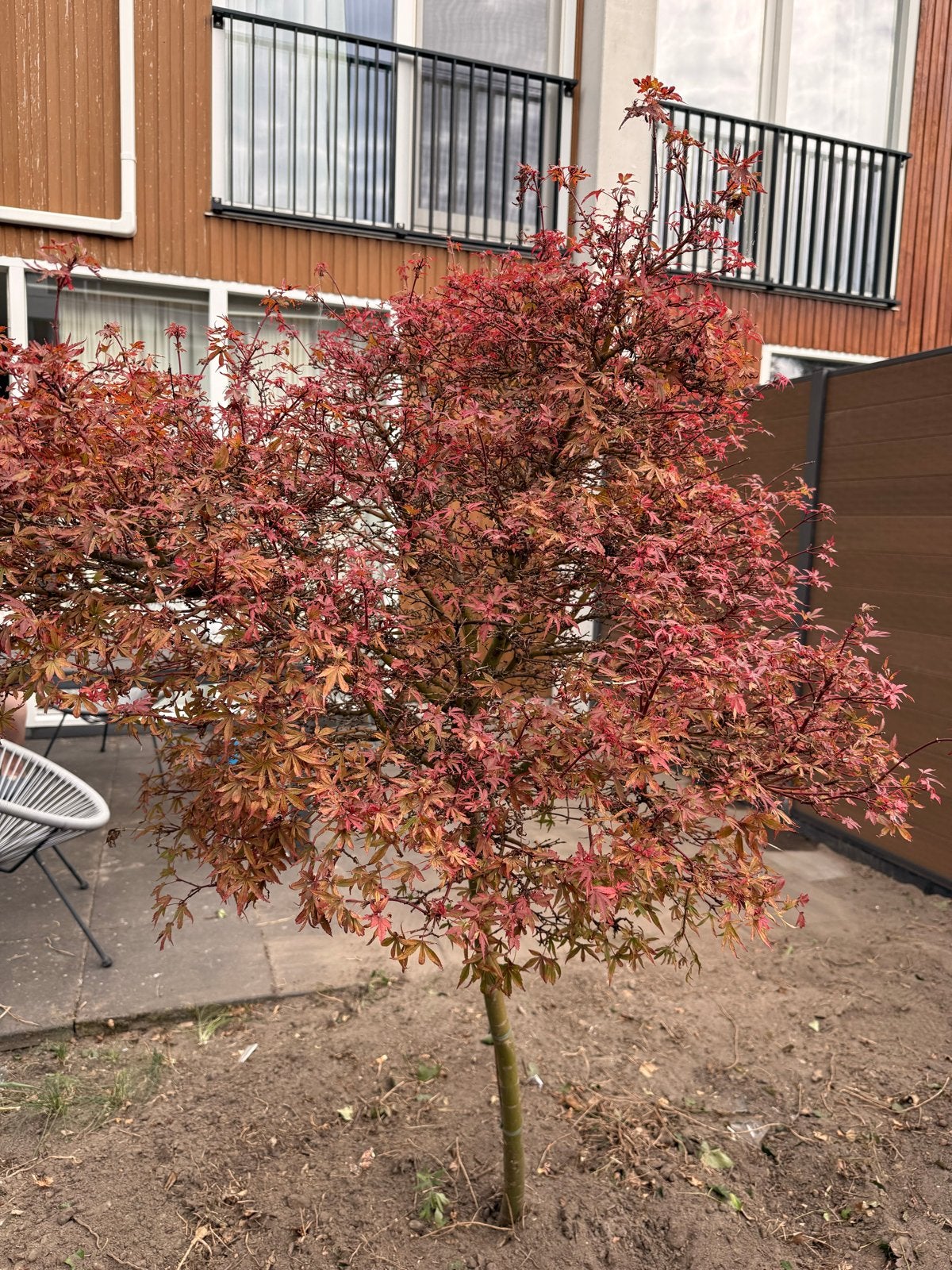 Japanse Esdoorn - Prachtige Rode Bladeren, Tuin en Terras, Overige soorten, Lente, 100 tot 250 cm, Ophalen