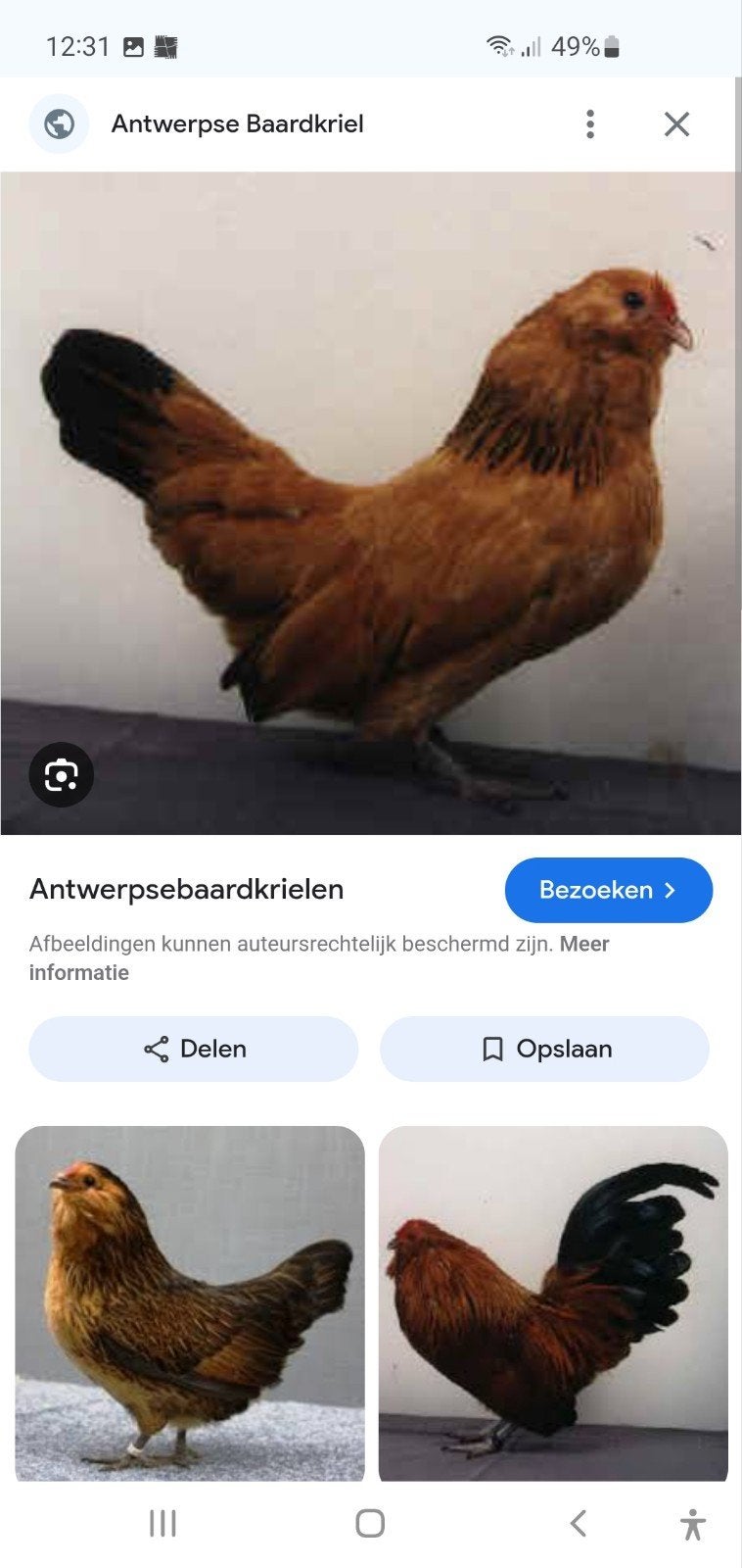 GEVRAAGD  TRIO ANTWERPSE BAARDKRIELEN, Dieren en Toebehoren, Pluimvee, Meerdere dieren, Kip