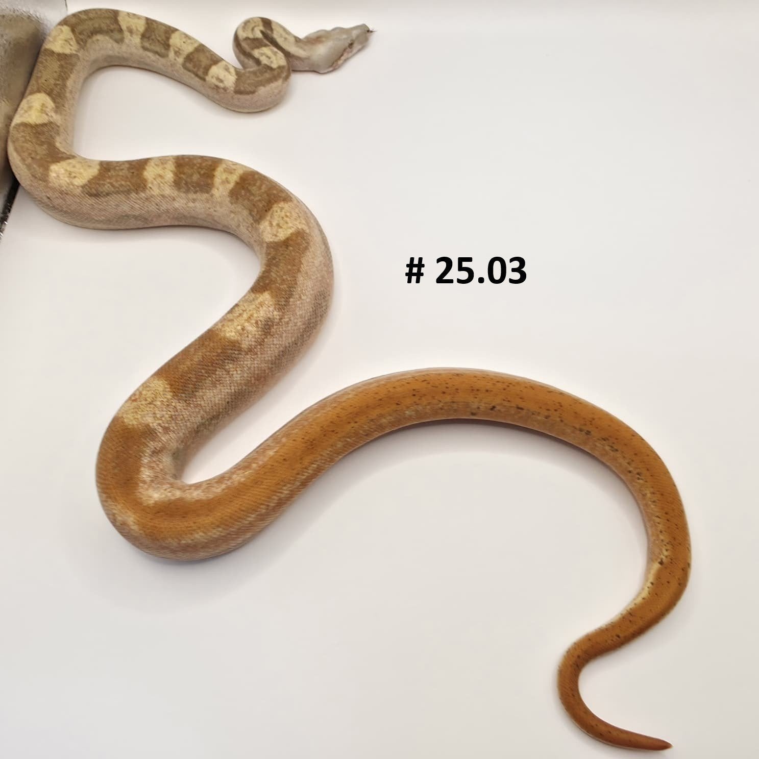 2025 Hypo Motley 66% VPI albino -  Boa Imperator, Slang, 0 tot 2 jaar