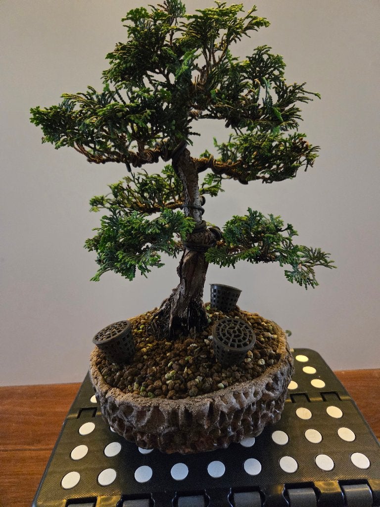 Bonsai, Tuin en Terras, Ophalen, Bloeit niet, Halfschaduw, Overige soorten
