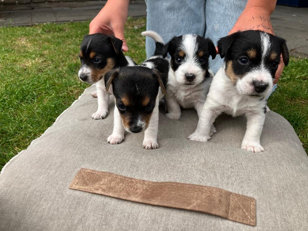 Te Koop Jack Russel Pups., Dieren en Toebehoren, Jack Russell Terriër, 8 tot 15 weken, Parvo, Meerdere