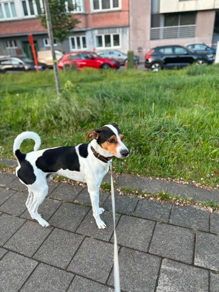 Boerenfox, Dieren en Toebehoren, Honden | Niet-rashonden, België, Particulier, Reu, Parvo