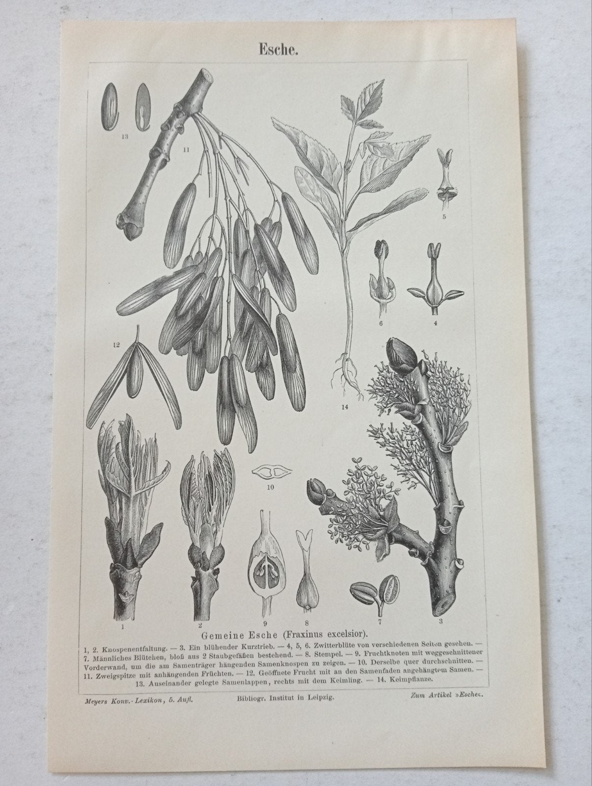 Botanische Gravure Es 1895, Antiek en Kunst, Ophalen of Verzenden