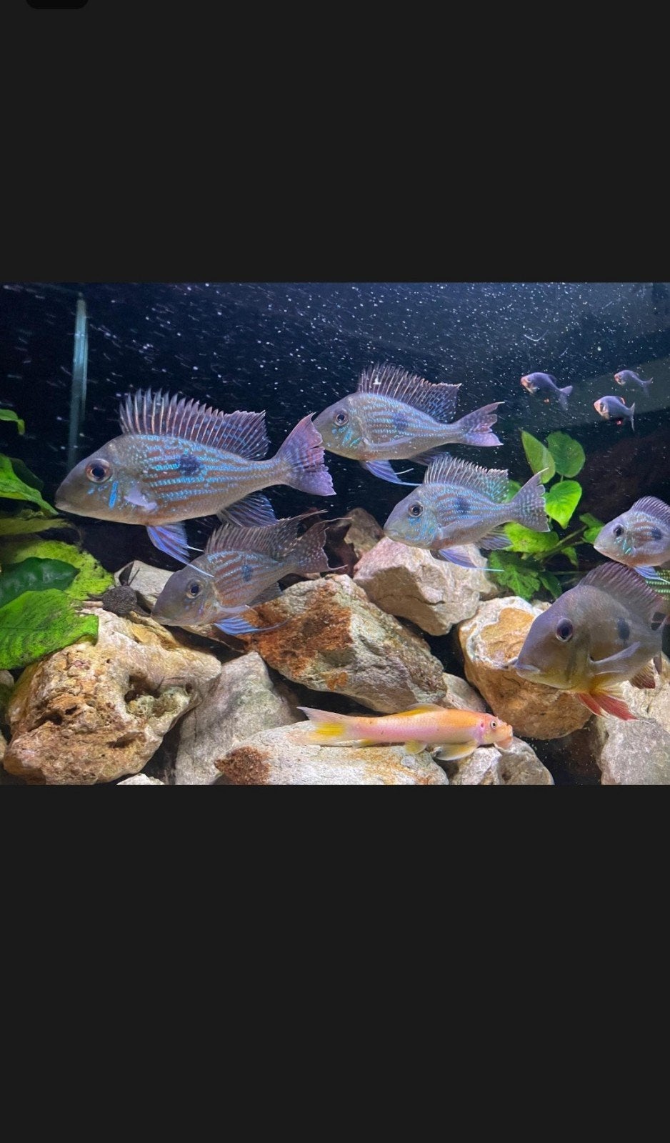 Geophagus sveni 6x jongvolwassen €100,-, Dieren en Toebehoren, Vissen | Aquariumvissen, Vis