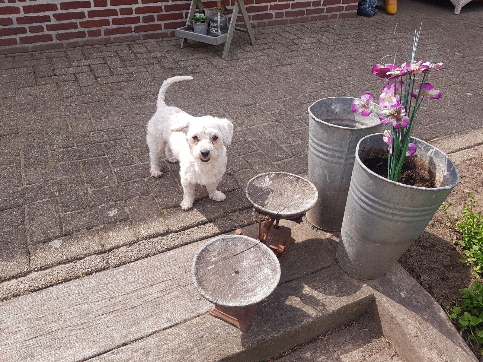 maltezer dekreutje. Rasecht., Parvo, Reu, Eén hond, 3 tot 5 jaar