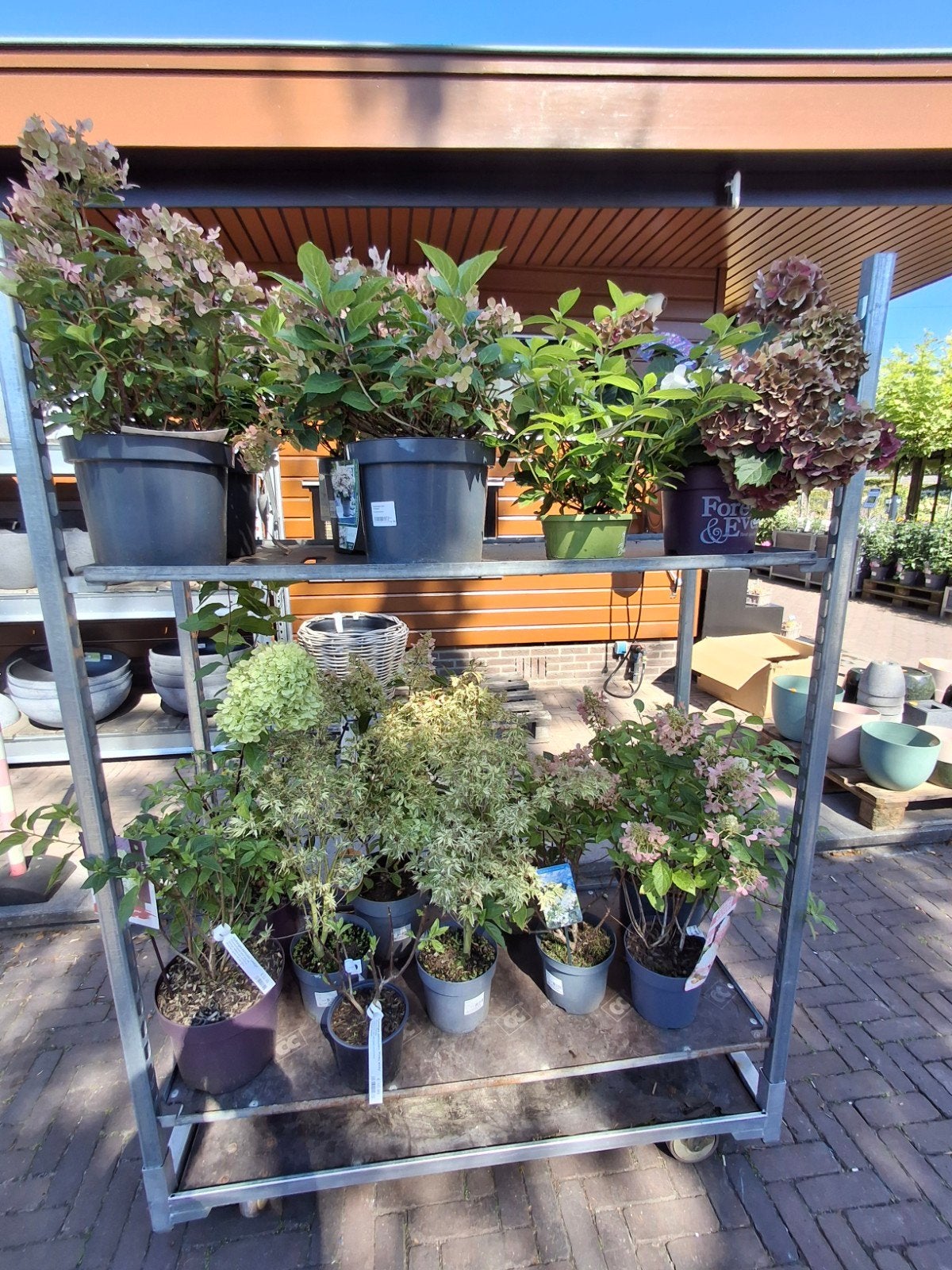Karrendeal: 14 Hortensia's en 2 Acers - Nu voor 150 euro!, Tuin en Terras, Vaste plant, Halfschaduw, Zomer, Ophalen