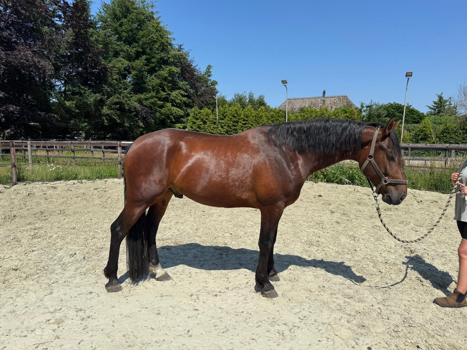 5-jarige ruin onbeleerd, Ruin, Recreatiepaard, 3 tot 6 jaar