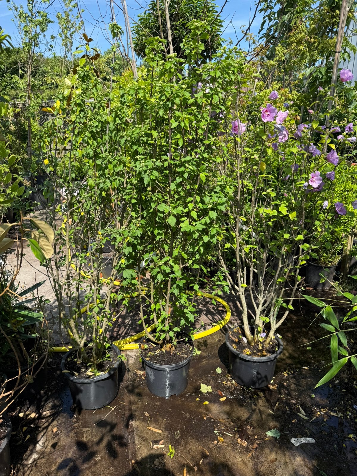 Hybiscus grote struik kleur blauw nu stunt prijs 14.95, Vaste plant, Halfschaduw, Zomer, Ophalen