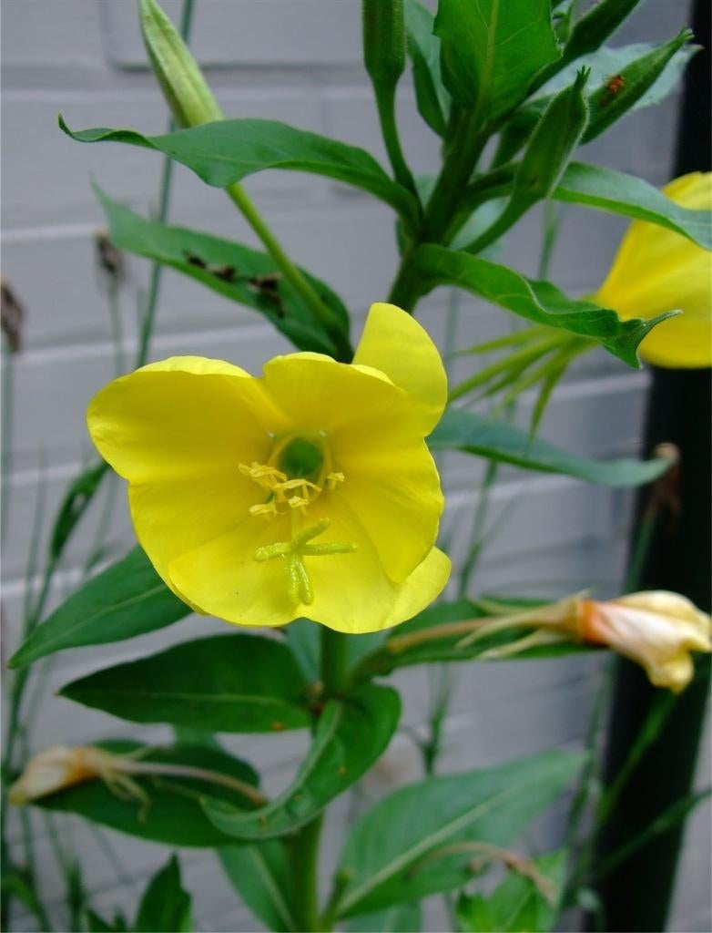 teunisbloem/nachtkaars  biologisch gekweekt (2e jaar), Overige soorten, Volle zon, Ophalen of Verzenden, Tweejarig
