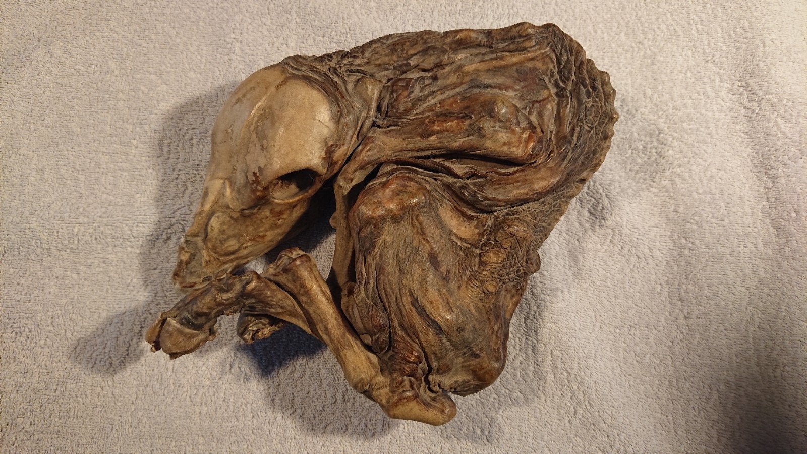 Uniek gedroogd dierlijk embryo van een kalf - curiositeit, Ophalen of Verzenden