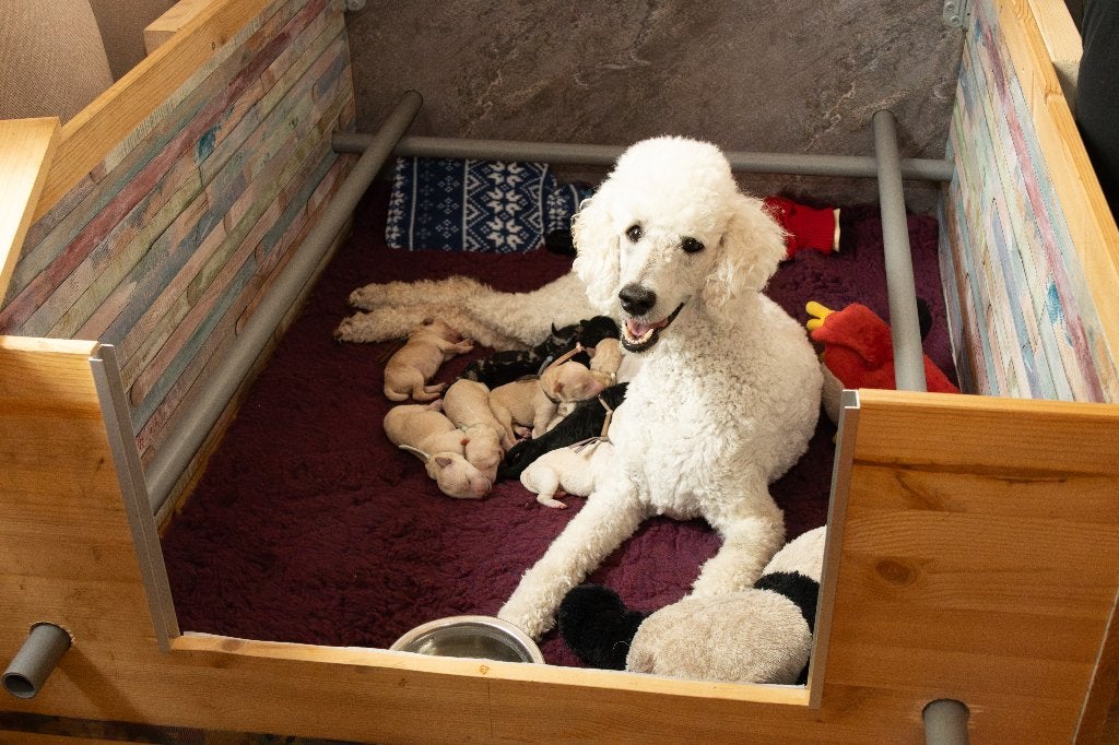 Prachtige medium Labradoodles geboren, Parvo, 8 tot 15 weken, Meerdere, Meerdere dieren