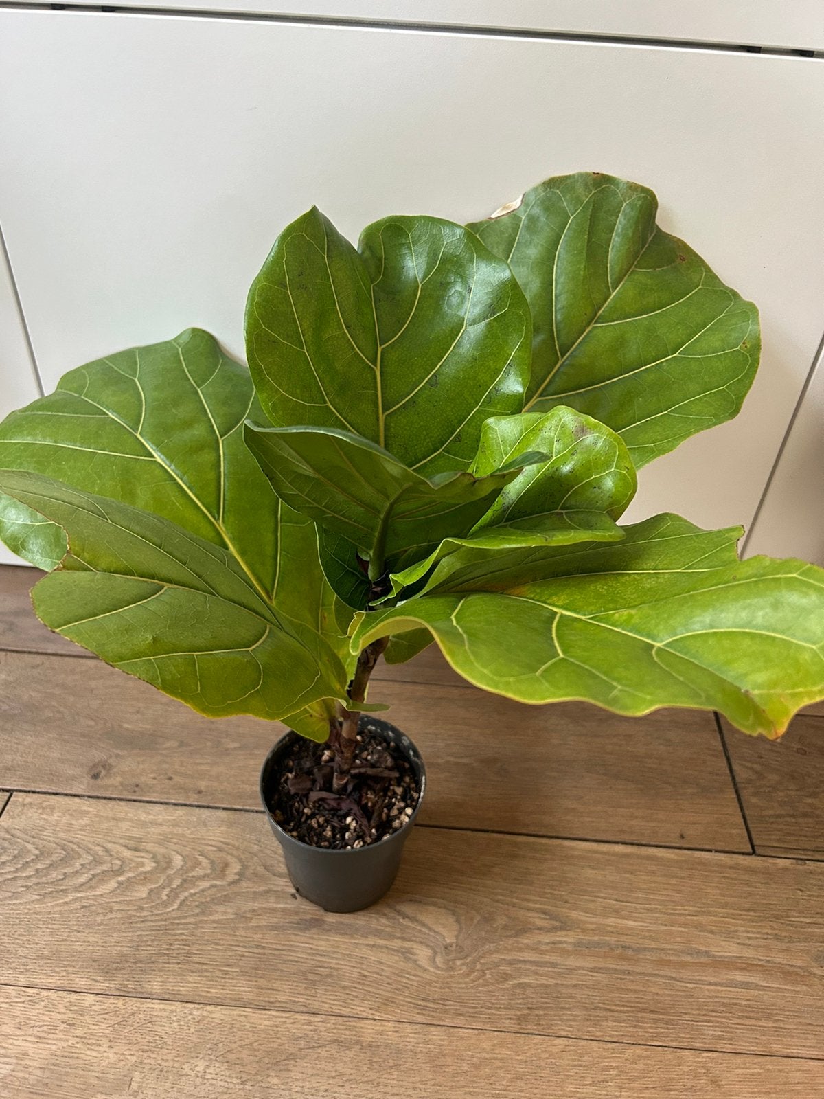 Fiddle Leaf Fig (Vioolbladplant/Ficus lyrata), Ophalen, Halfschaduw, Minder dan 100 cm