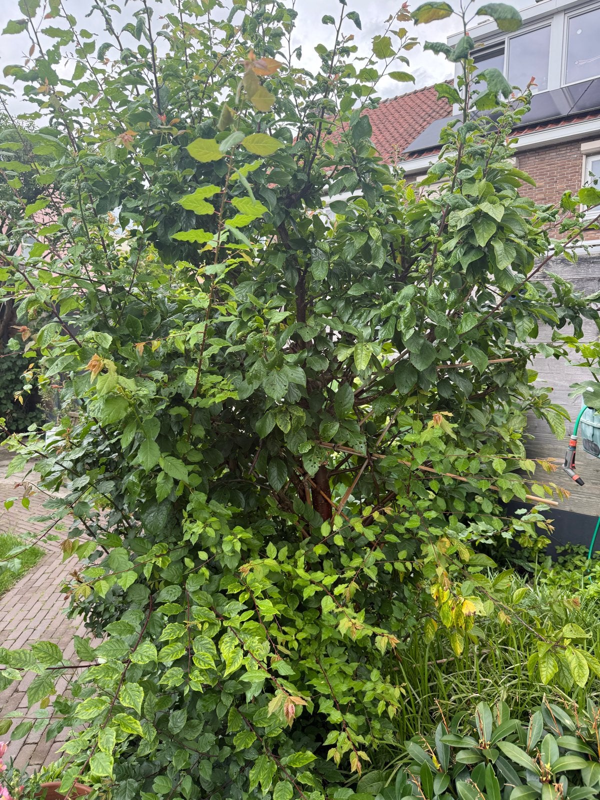 2 leifruitbomen: Kers en Pruim (incl. luizenbehandeling), Leiboom, Lente, 250 tot 400 cm, Ophalen