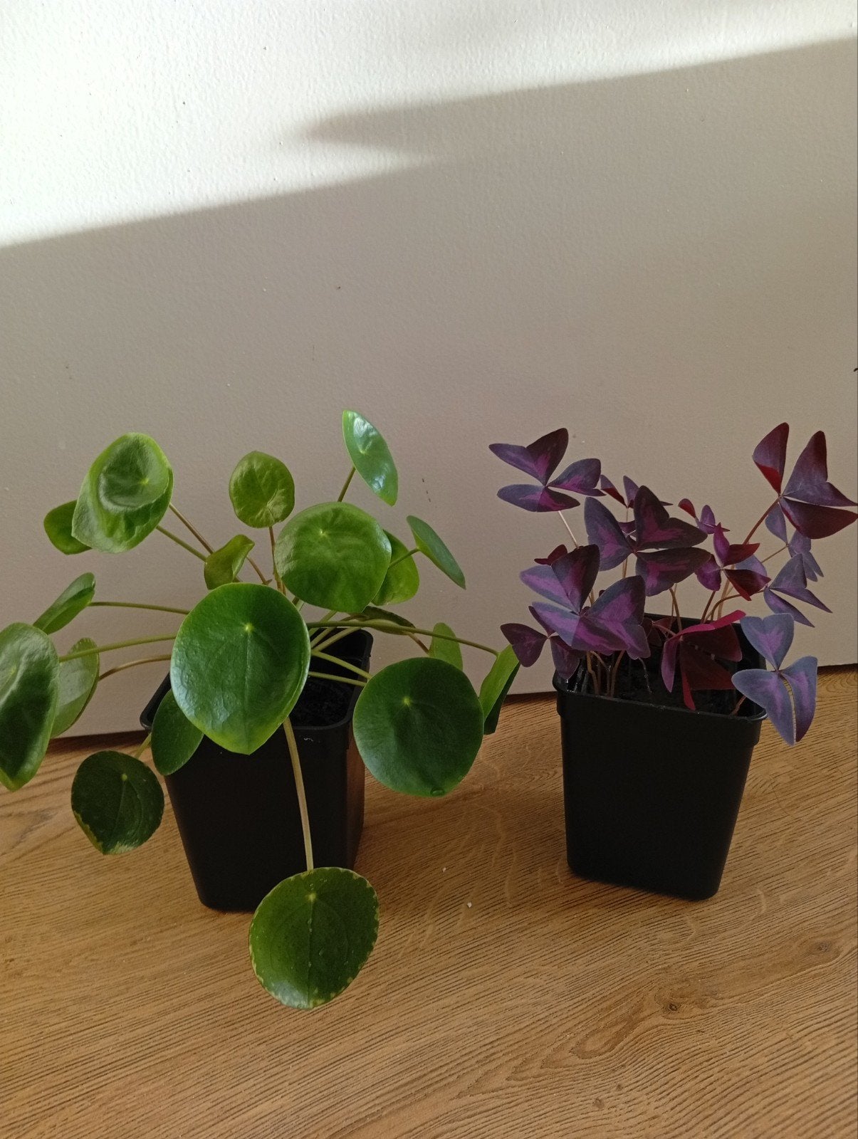 vlinder  plant (Oxalis), pannenkoek plant., Huis en Inrichting, Ophalen of Verzenden, Halfschaduw, Minder dan 100 cm