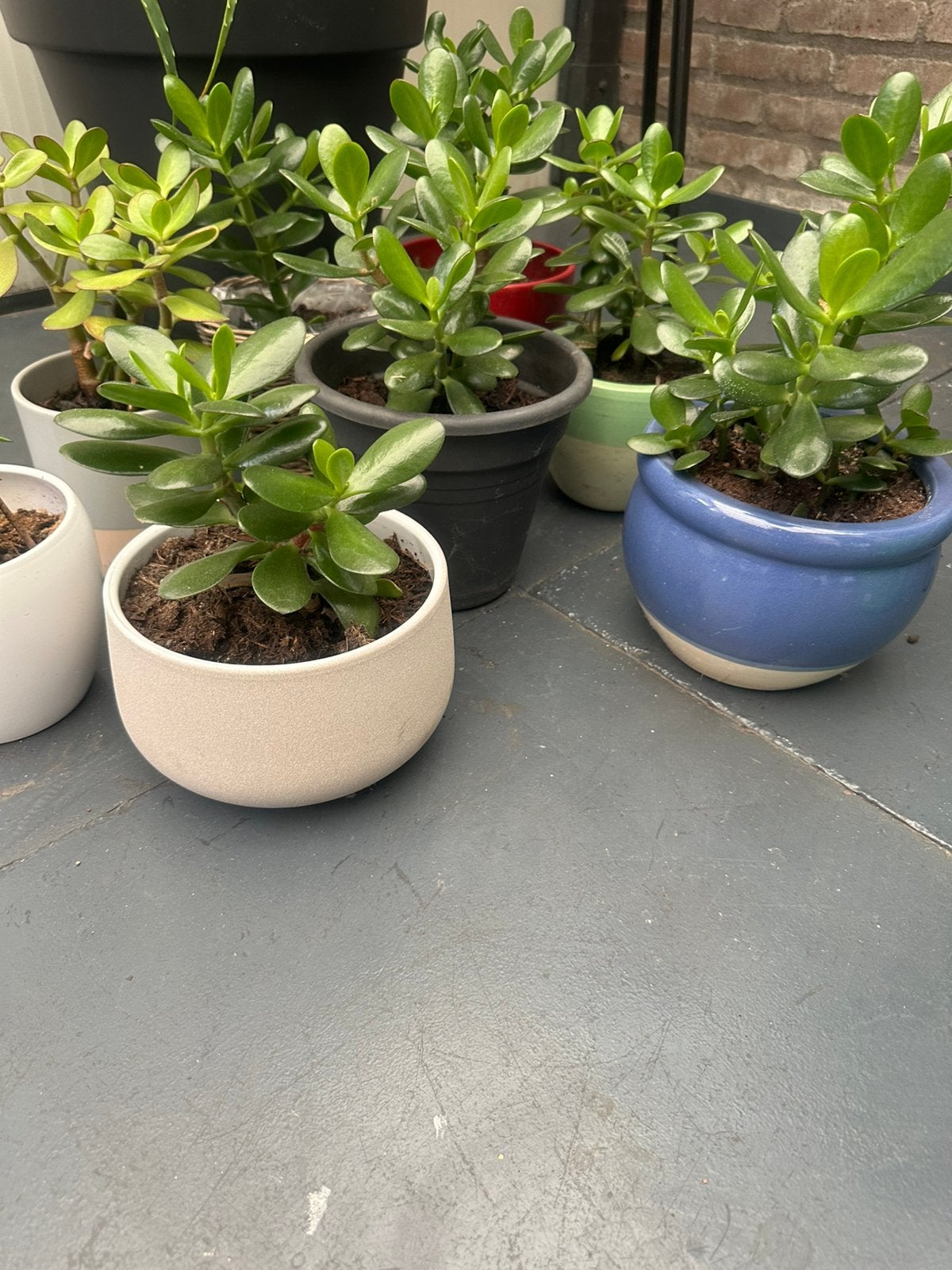 Crassula, Ophalen, Halfschaduw, Minder dan 100 cm