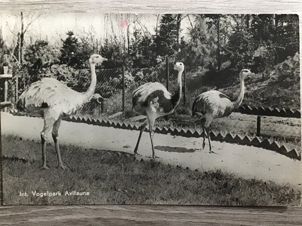Oude ansichtkaart Avifauna Alphen a/d Rijn - Nandoe's 1950, Ophalen of Verzenden, 1940 tot 1960, Gelopen, Zuid-Holland
