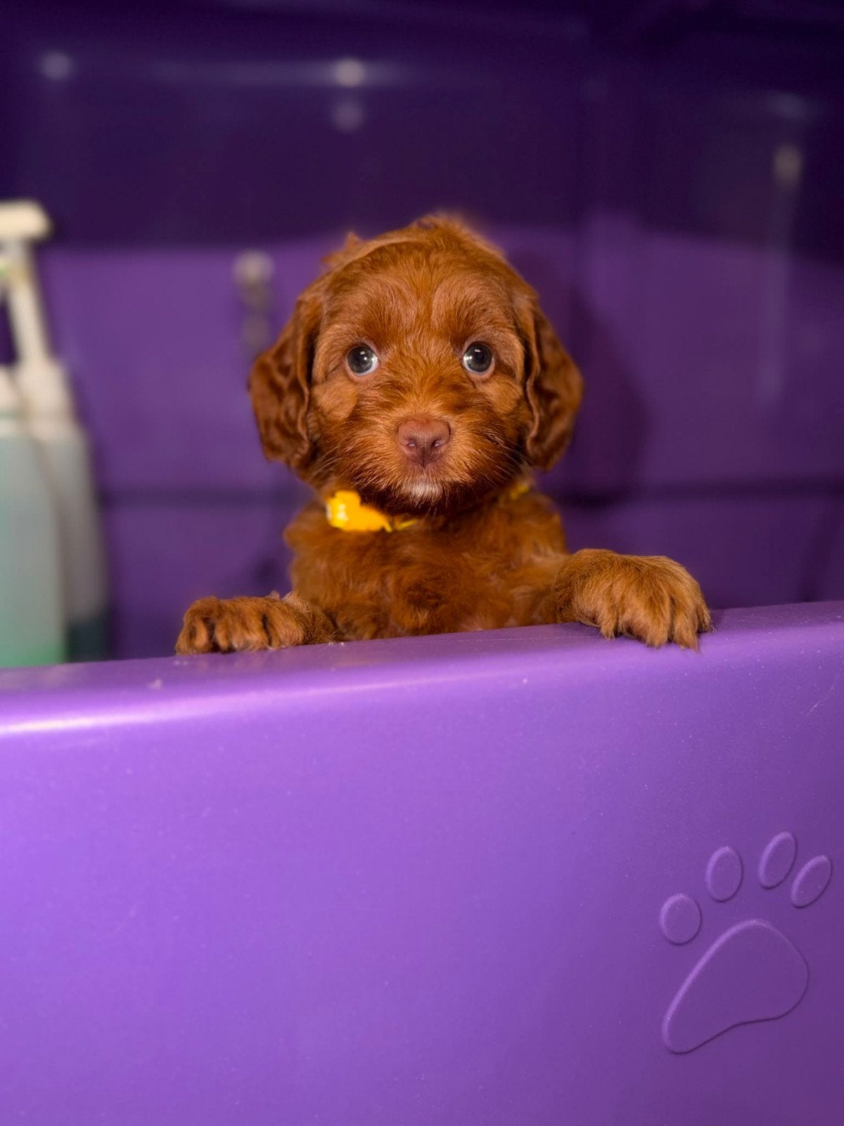 Australian labradoodle pups mini met stamboom, Dieren en Toebehoren, Overige rassen, 8 tot 15 weken, Meerdere, Meerdere dieren
