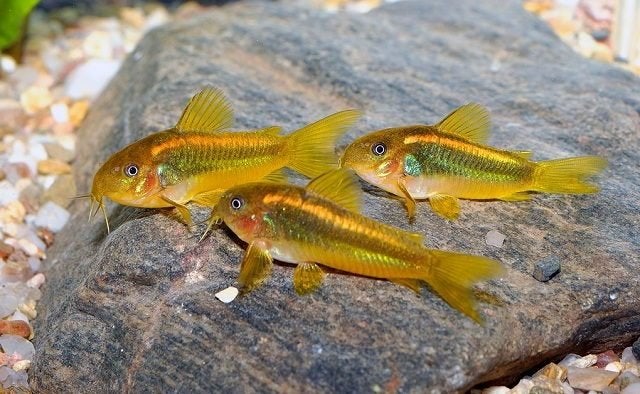 Corydora Goldline, Dieren en Toebehoren, Vis, Zoetwatervis, Schoolvis