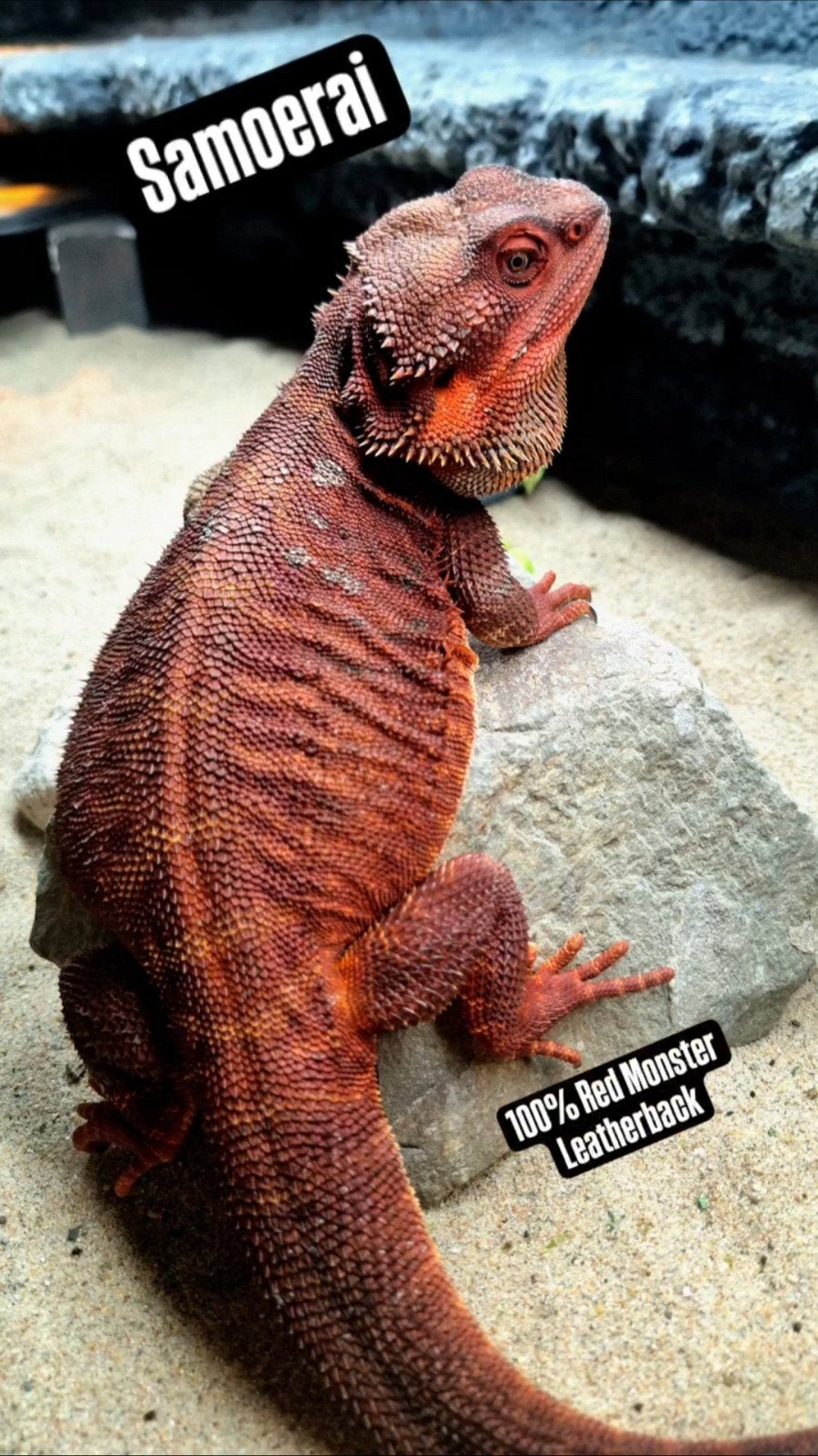 100% Red Monster Leatherback Baardagaam Man Bearded Dragon photo 9