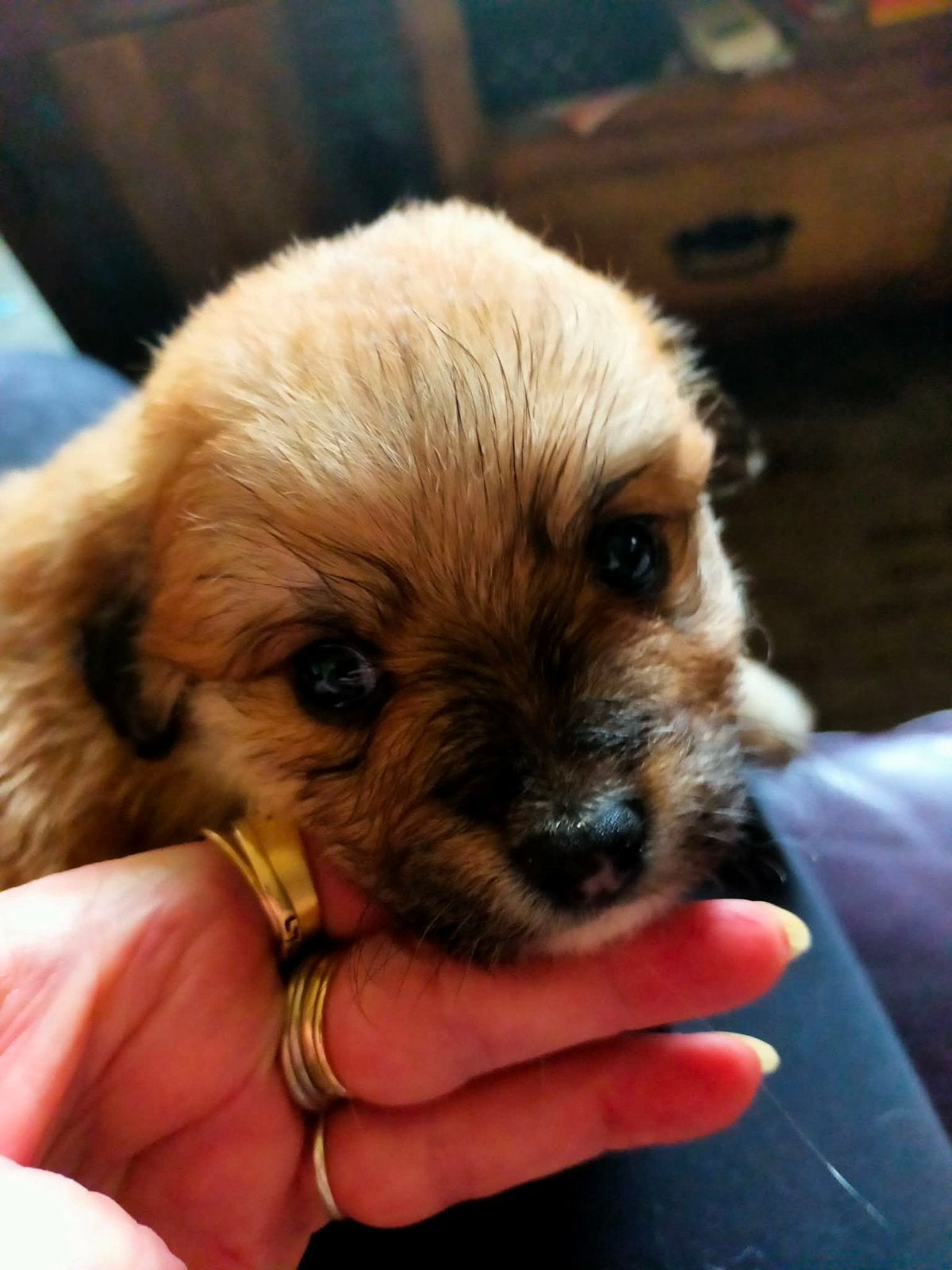 Kruizing maltipoo / pomeriaan pups ter reservering, Meerdere, Nederland, Particulier, Reu