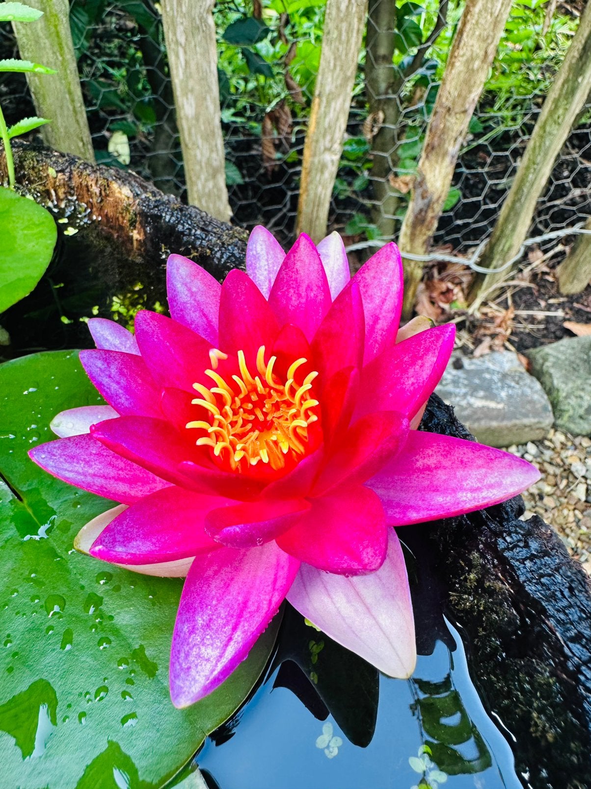 Waterlelie - Nymphaea - Roze bloemen voor vijver, Ophalen, Volle zon, Vaste plant, Zomer