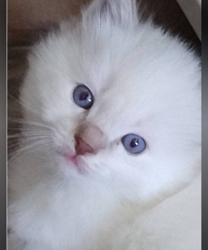 prachtige solid white ragdoll katertje., Kater, Langharig