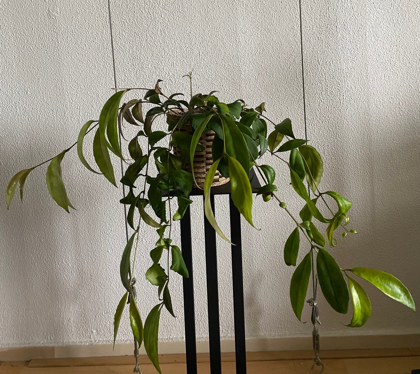 Aeschynanthus Marmoratus. Foto#2- Moederplant., Ophalen of Verzenden, In pot, Minder dan 100 cm