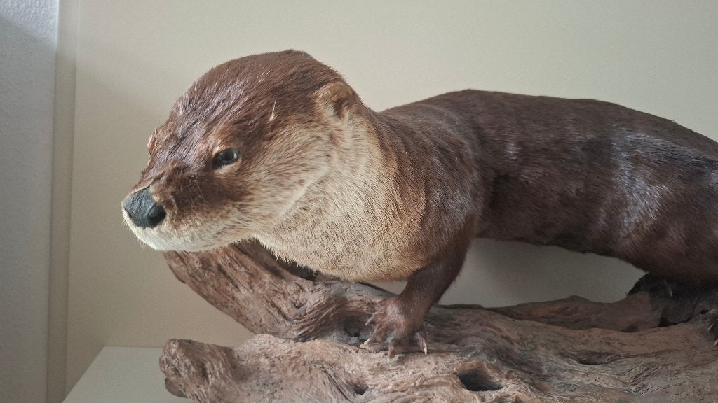 opgezette otter Noord Amerikaanse rivierotter, Ophalen, Gebruikt, Wild dier, Opgezet dier