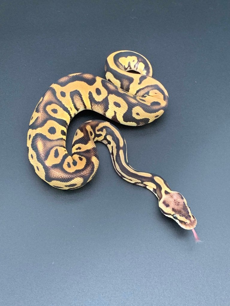0.1 leopard pastel 66% DH genetic stripe/clown python regius Ball Python photo 2