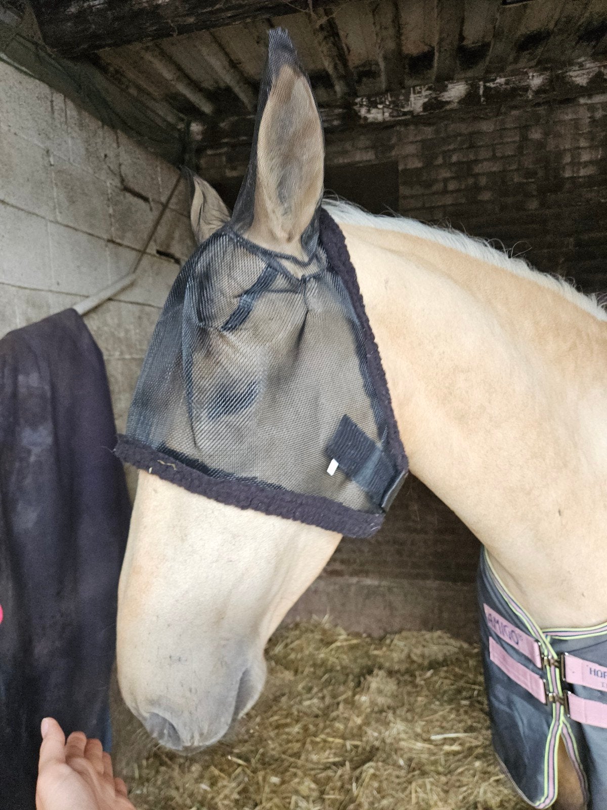 Vliegenmasker voor paarden maat cob/pony, Dieren en Toebehoren, Ophalen of Verzenden, Nieuw