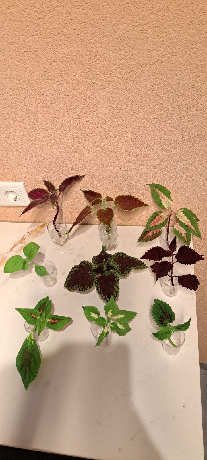 Coleus (siernetel) stekken/plantjesbox 3., Bloeiende kamerplant, Ophalen of Verzenden, Halfschaduw, Minder dan 100 cm