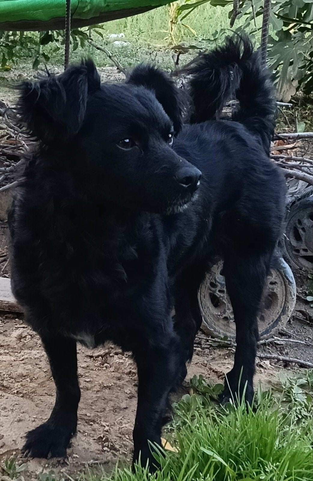 Lucille zoekt een baasje, Dieren en Toebehoren, Handelaar, Buitenland, Teef, Eén hond