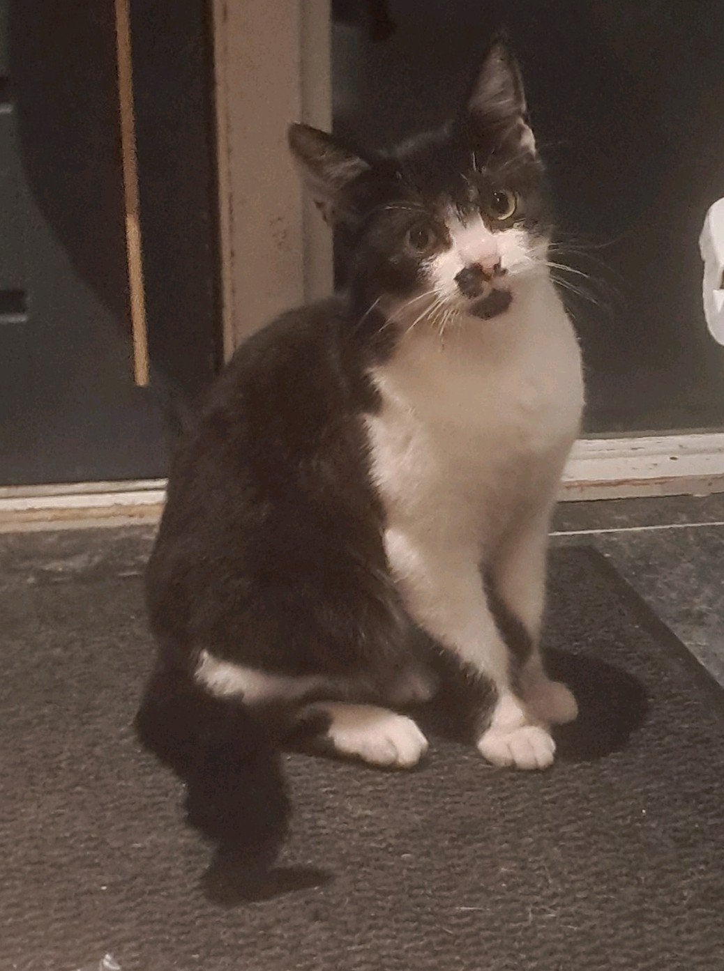 kittens kitten poesje poes kat kater Euro kortharige/cy, Dieren en Toebehoren, Meerdere dieren, 0 tot 2 jaar