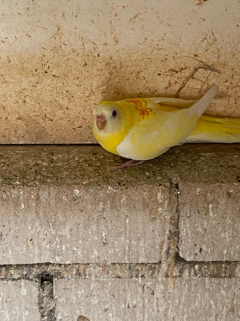 Lutino Roodrug parkiet, Dieren en Toebehoren, Vogels | Parkieten en Papegaaien, Vrouwelijk, Parkiet, Geringd