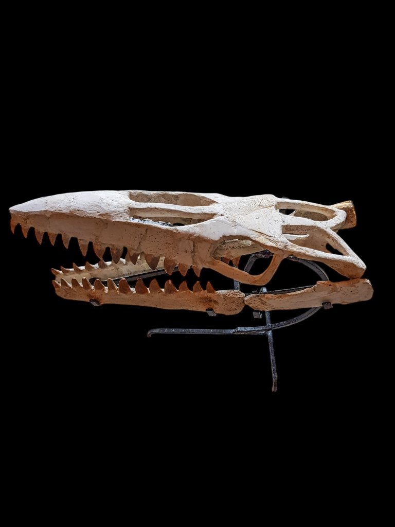 mosasaurus, Verzamelen, Ophalen of Verzenden, Fossiel