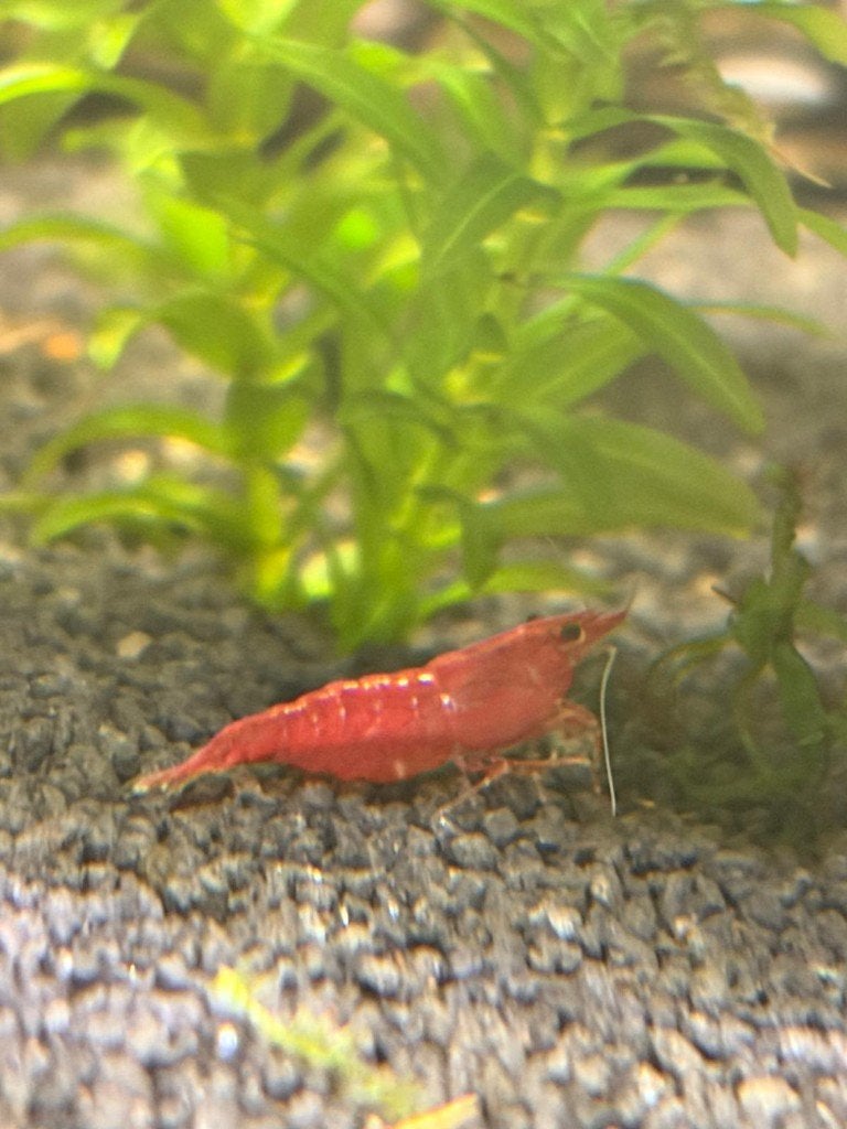 Mooi rode vuurgarnalen te koop, Kreeft, Krab of Garnaal, Zoetwatervis