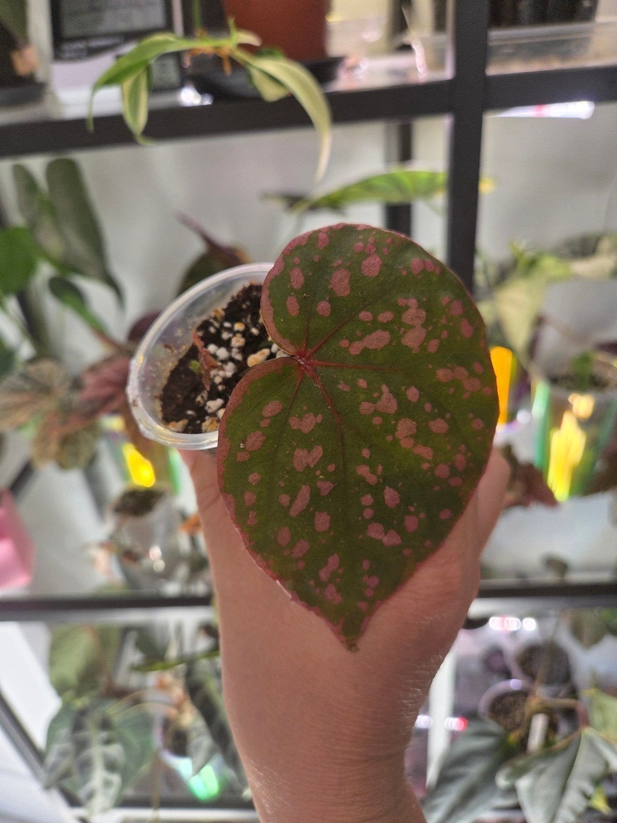begonia b roseopunctata stemcutting, Ophalen of Verzenden, Halfschaduw, Minder dan 100 cm
