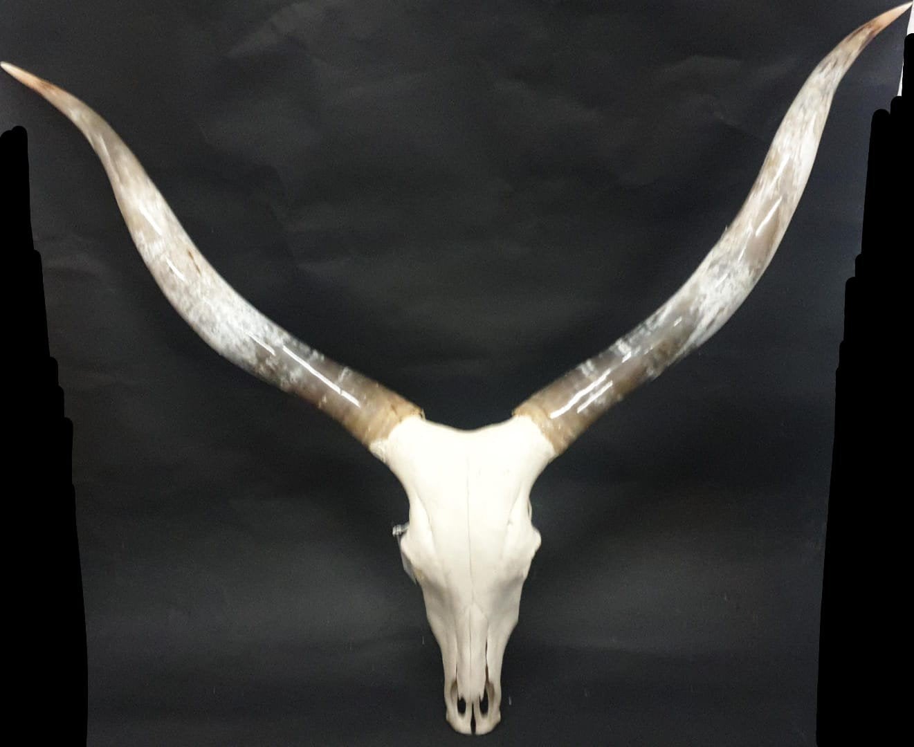 Longhorn skull, Ophalen of Verzenden, Nieuw, Boerderijdier, Schedel
