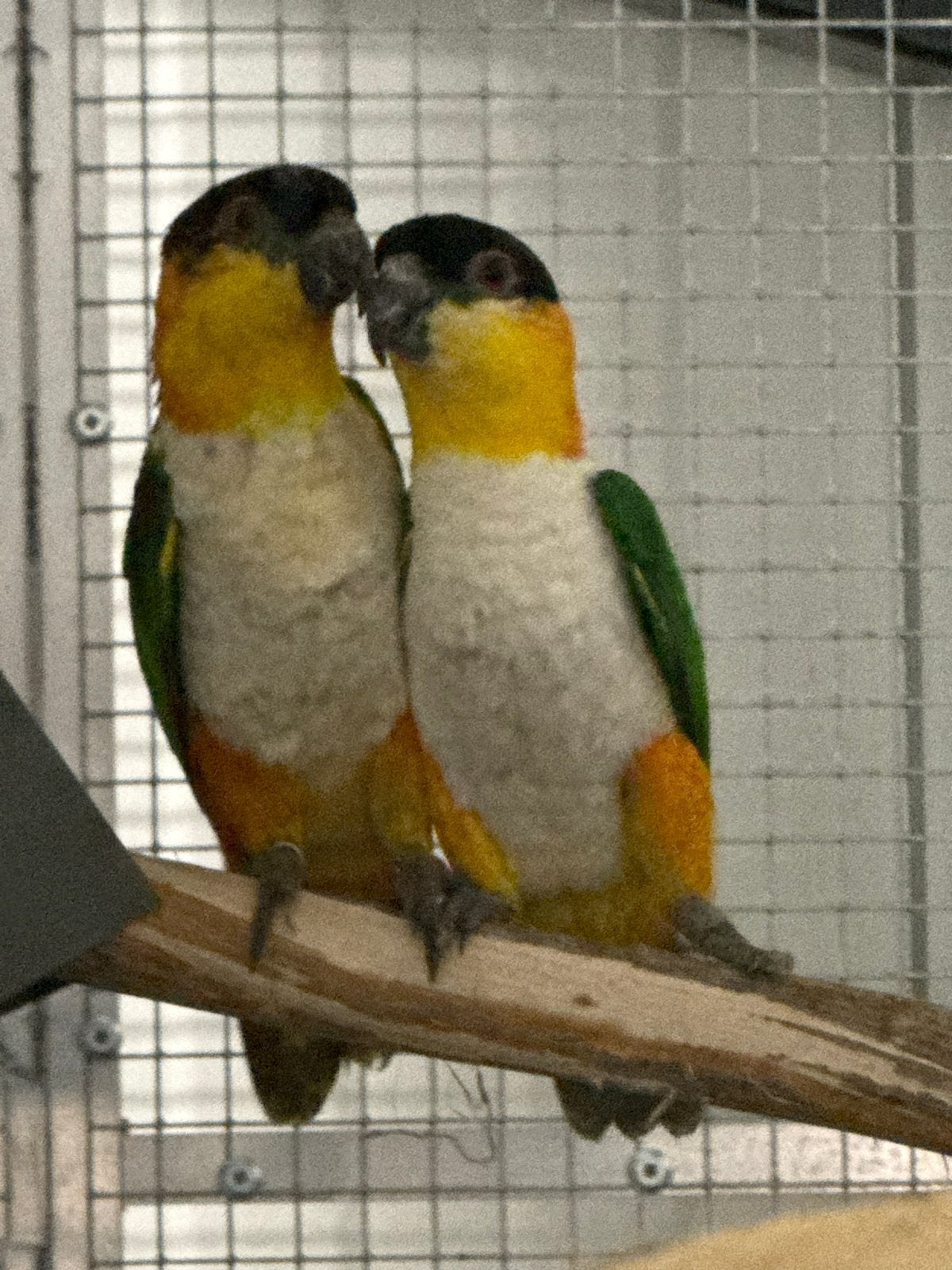 Broerkoppels zwartkop caique, Meerdere dieren, Dwergpapegaai of Agapornis, Geringd