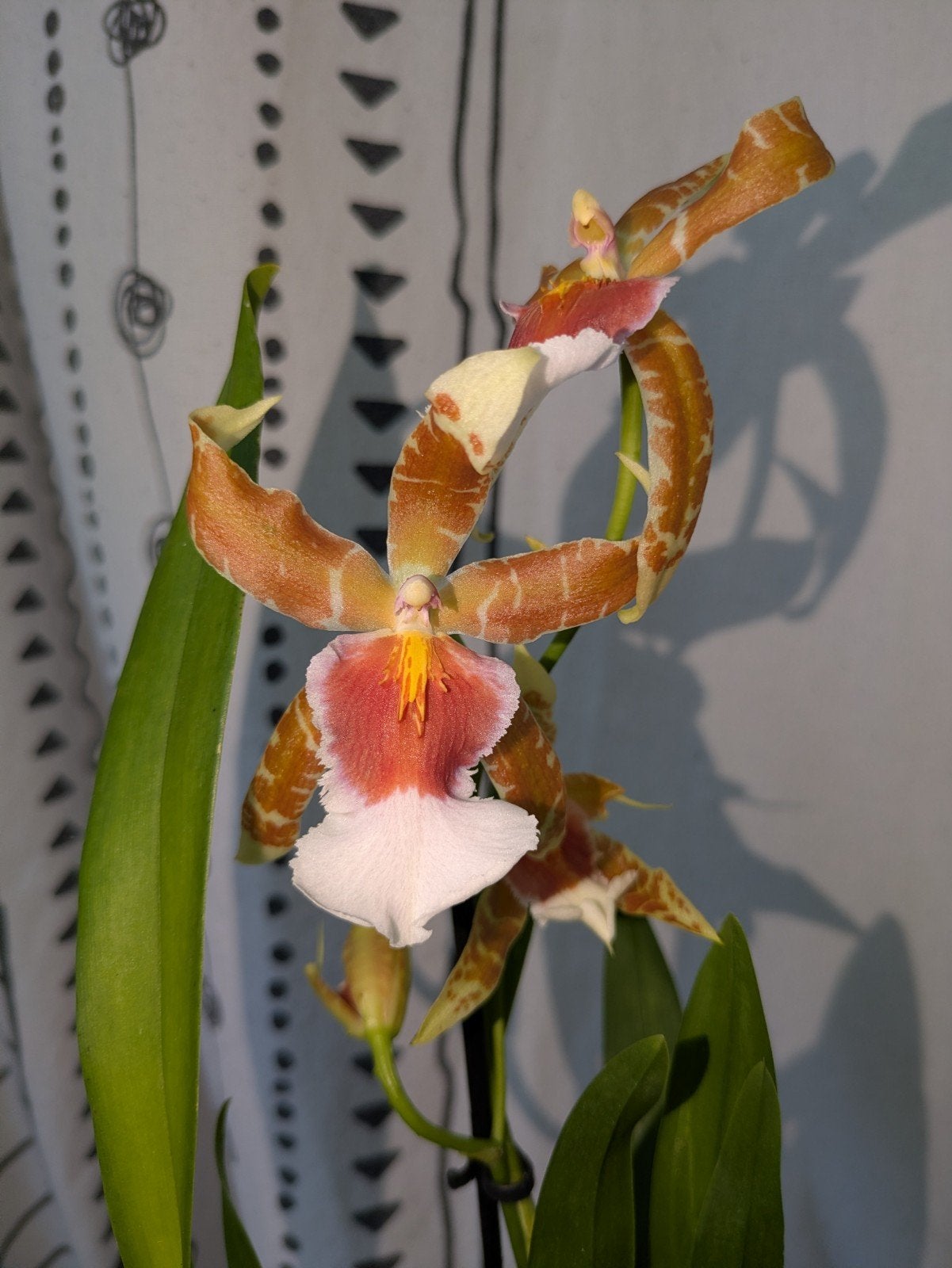 Cambria Orchidee - White Renaissance, Huis en Inrichting, Ophalen of Verzenden, Halfschaduw, Minder dan 100 cm