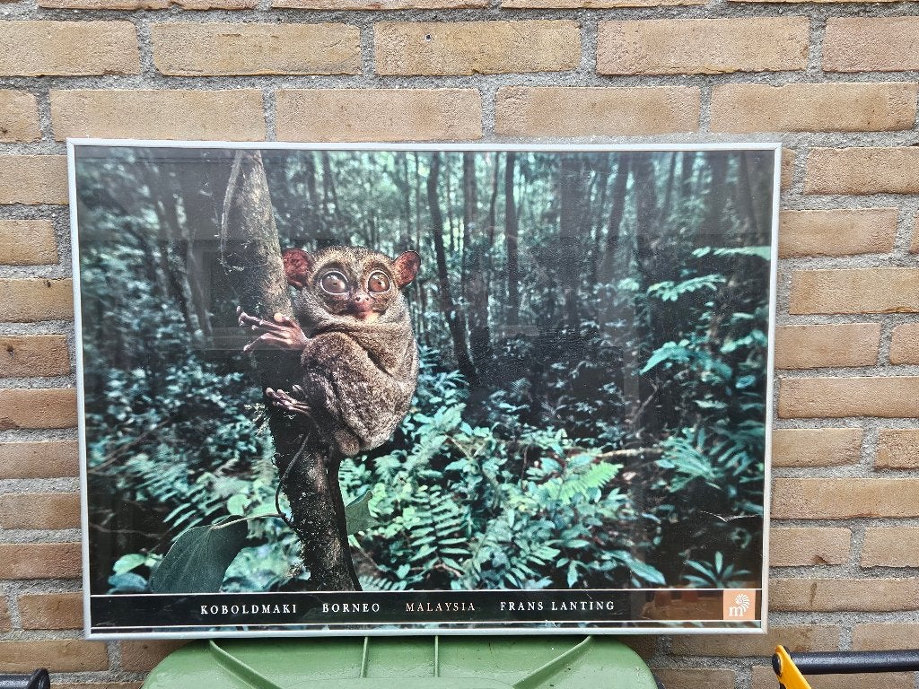 Poster Koboldmaki met lijst 71x51cm, Ophalen of Verzenden, A1 t/m A3, Met lijst