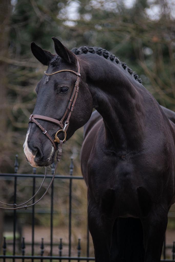🖤 Fijn braaf allround recreatiepaard!🖤, Dieren en Toebehoren, Ruin, 7 tot 10 jaar