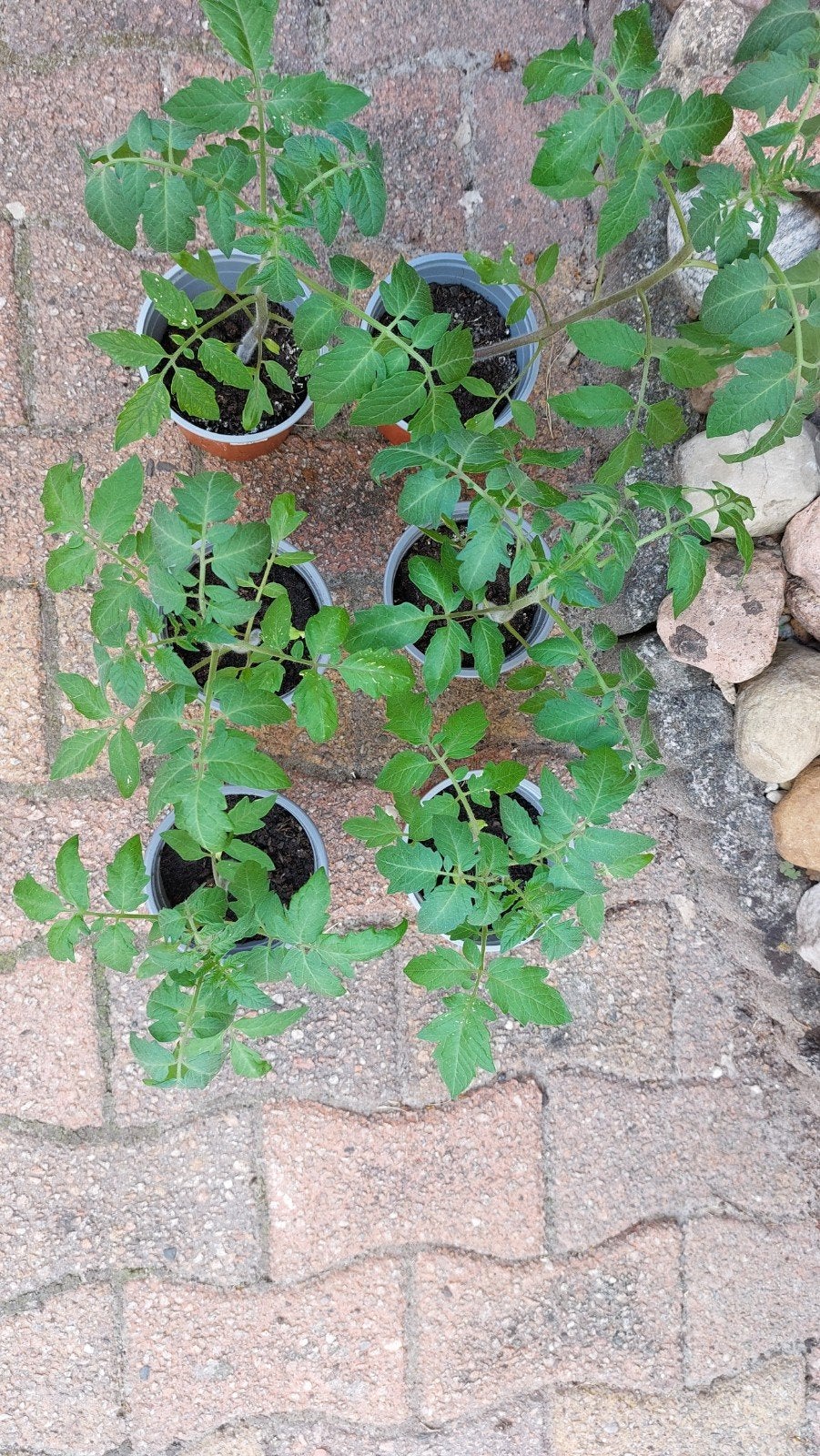Tomaten plantjes, Ophalen, Overige soorten, Minder dan 100 cm